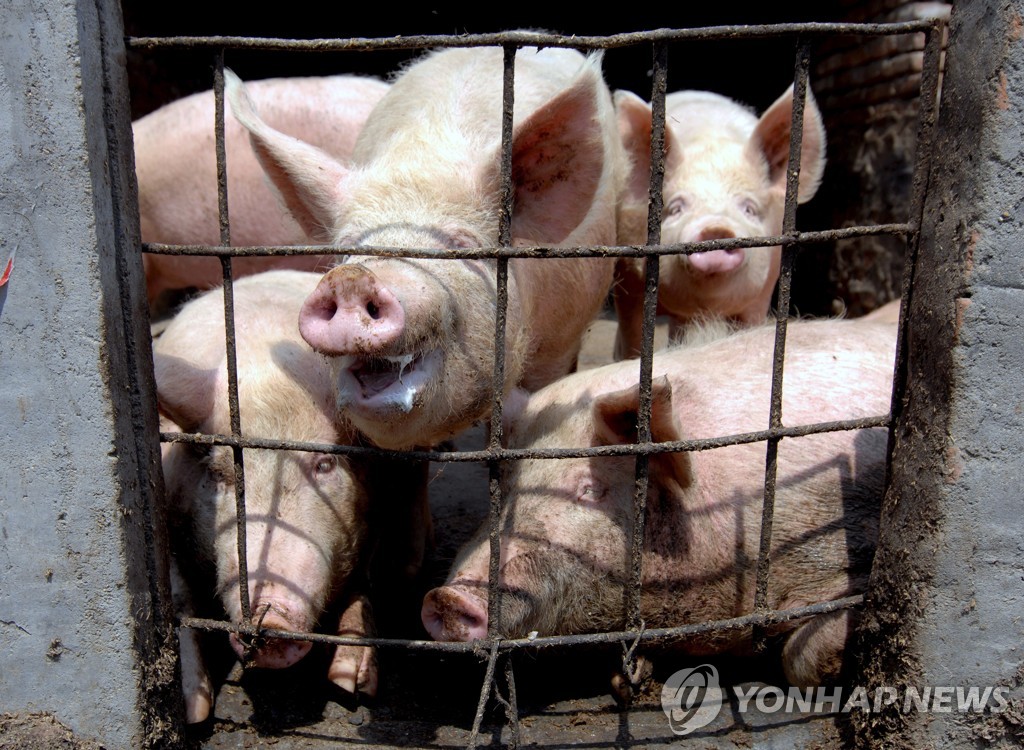 중국 농장서 사육되는 돼지