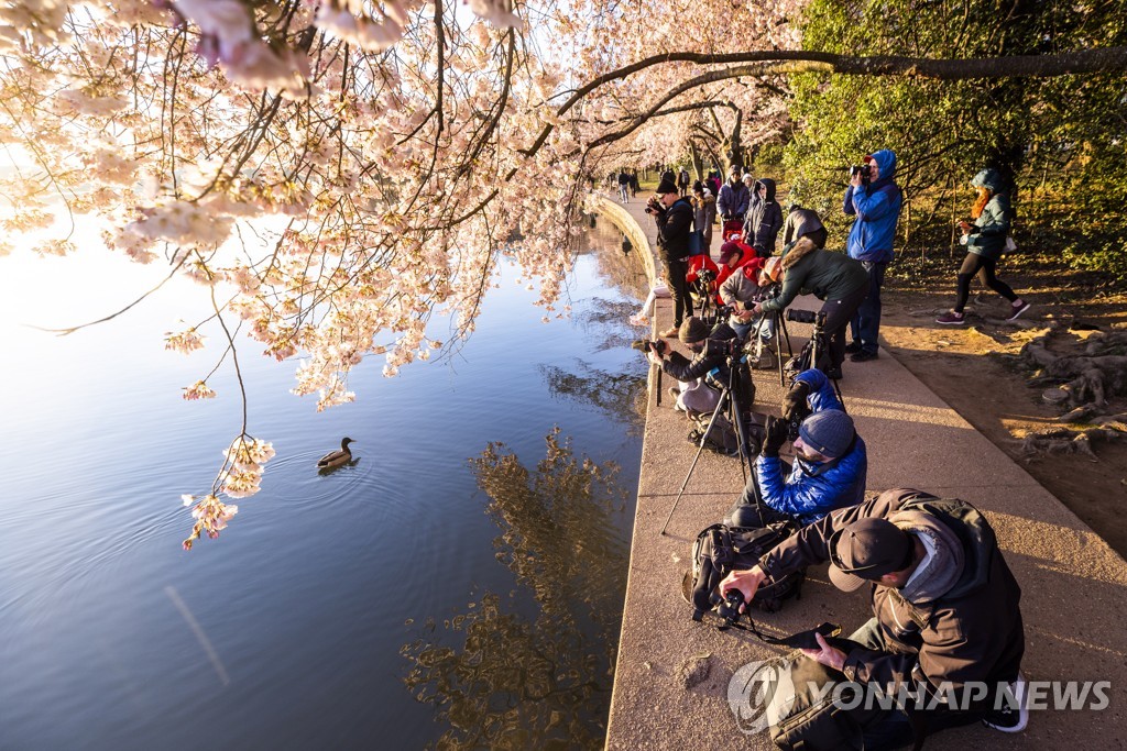 USA CHERRY BLOSSOMS DC
