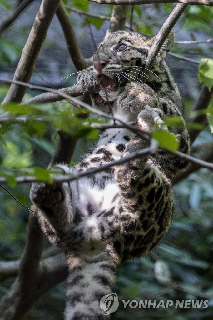 CLOUDY LEOPARDS ZOO