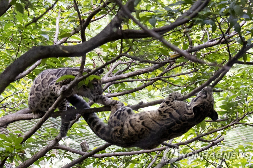 CLOUDY LEOPARDS ZOO