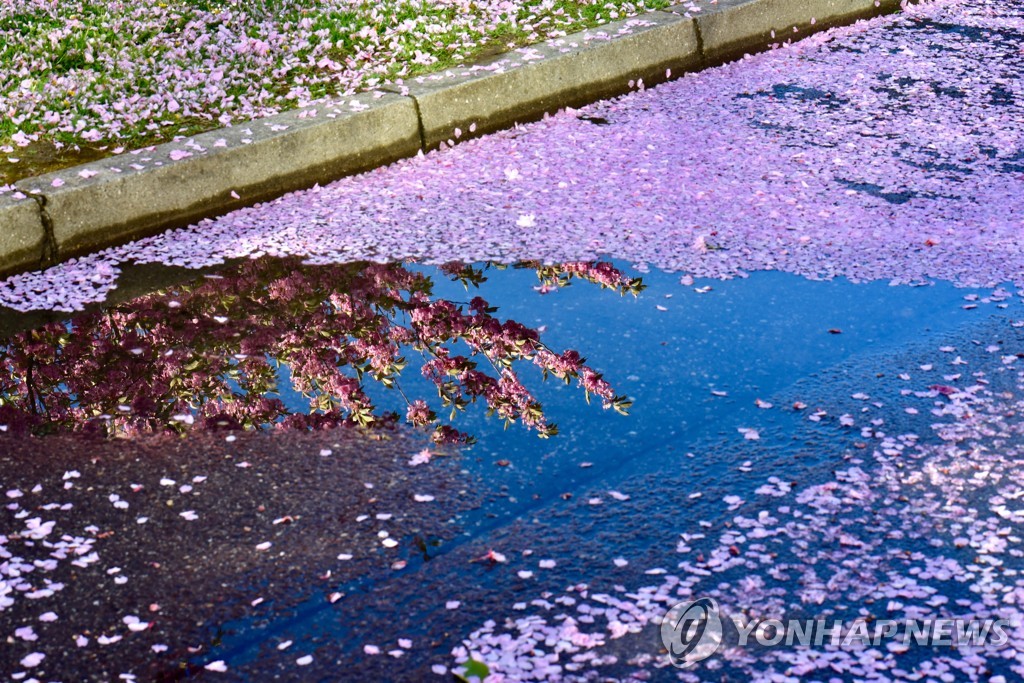 ′분홍 꽃 이불' 덮은 스위스 제네바 거리