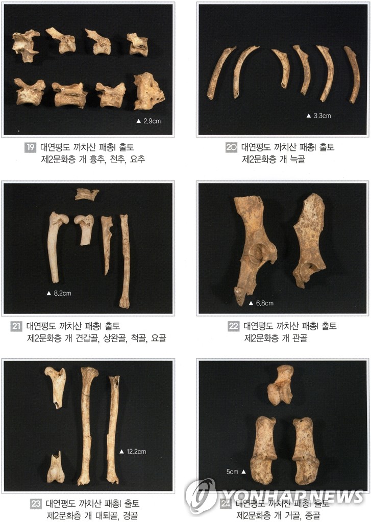 6천년전 신석기시대 사육개뼈