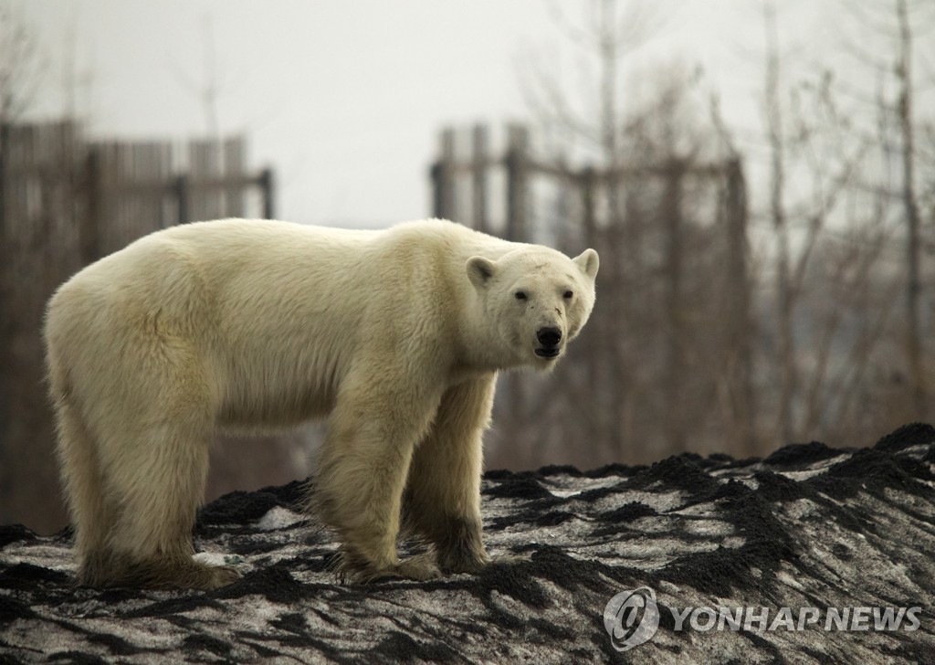 RUSSIA-POLAR BEAR/