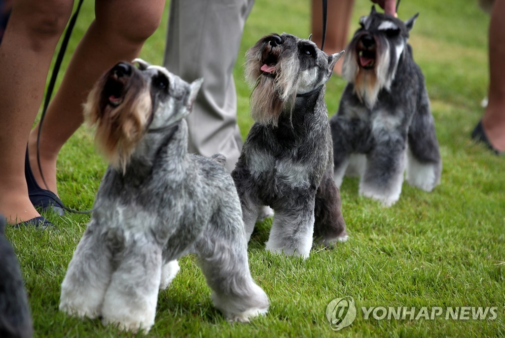 USA-DOGSHOW/WESTMINSTER
