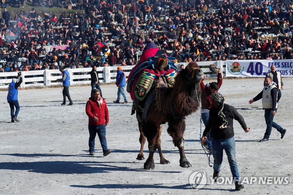 TURKEY-CAMEL/