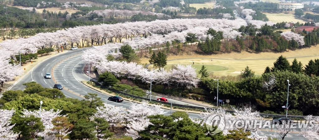 보문단지 벚꽃길
