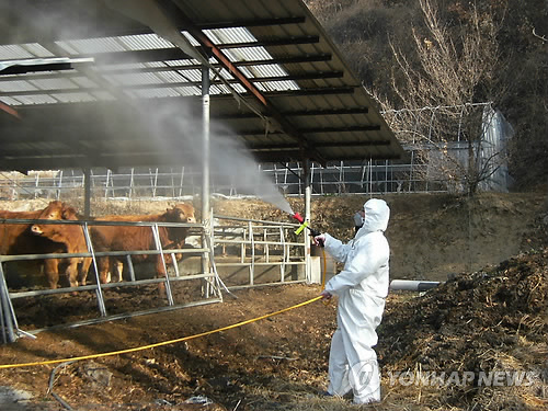 봉화군도 구제역 비상(자료사진)