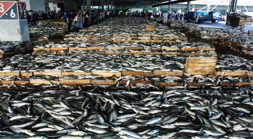 부산공동어시장 고등어 경매[자료사진]