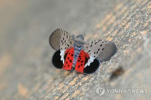 생태계교란종 꽃매미