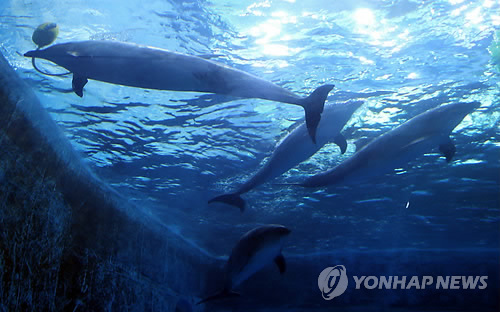 장생포 고래생태체험관의 돌고래<<연합뉴스 자료사진>>