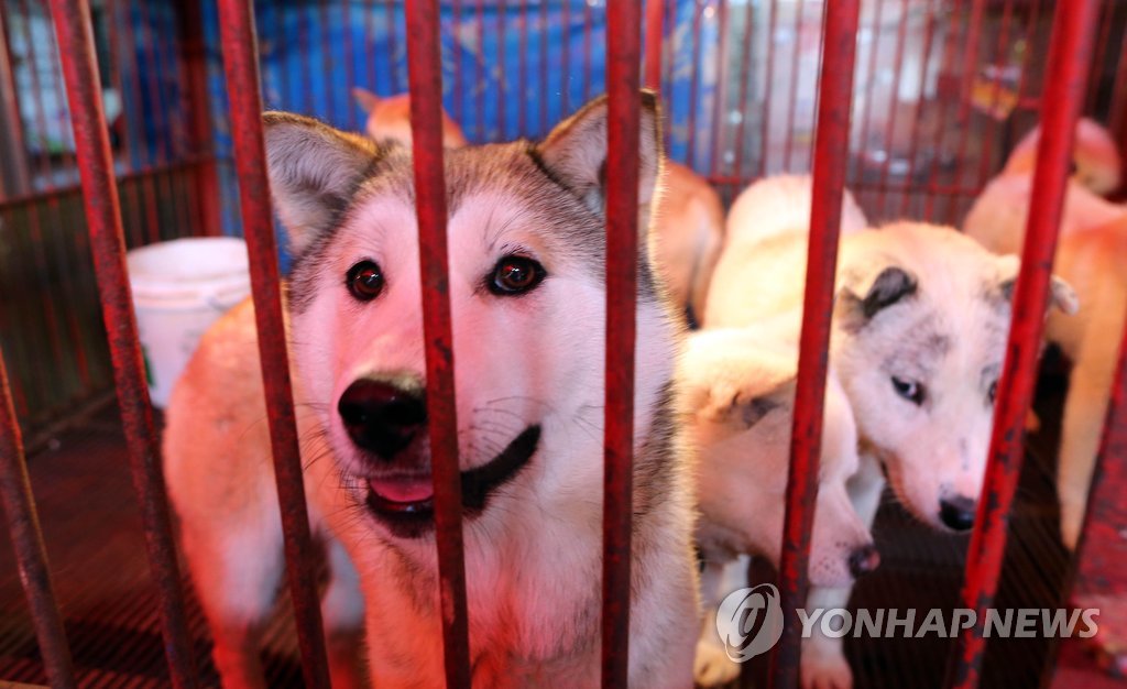 창살에 갇힌 개