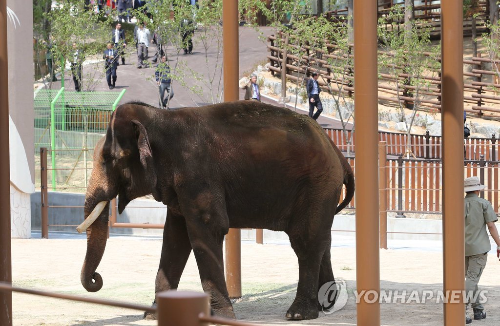 부산 동물원 '더파크' 코끼리