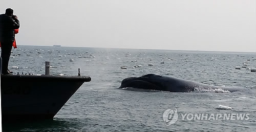 41년만에 나타났다가 사라진 긴수염고래