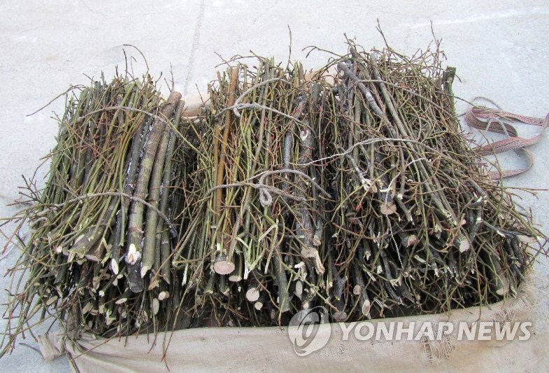 동부산림청, 불법 임산물 채취자 입건(자료사진)