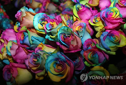 희귀 꽃 '레인보우 장미'