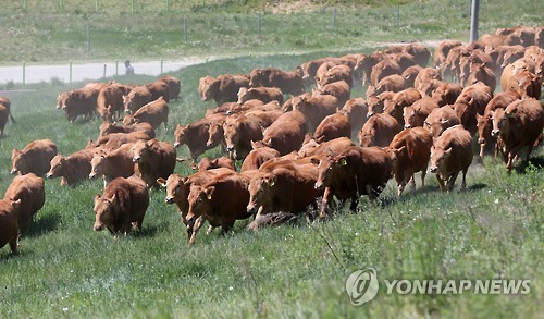 대관령 한우(연합뉴스 자료사진)