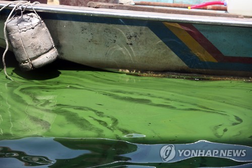 심각한 행주나루터의 녹조