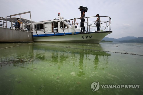 녹색으로 물든 팔당호