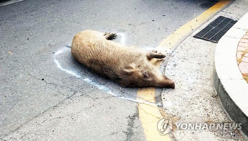 강동구, 관내 출몰 멧돼지 포획 위해‘멧돼지 기동포획단' 편성·수색