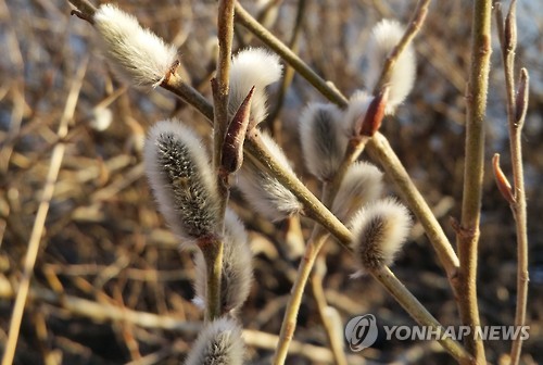 설 쇤 뒤 찾아온 봄소식