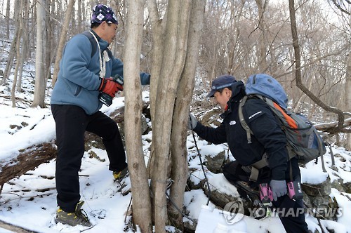 '뼈에 좋은 물'…고로쇠 수액 본격 생산