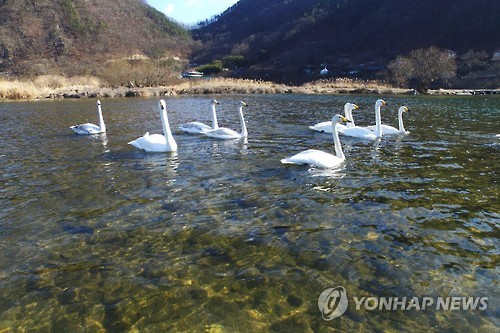평화로운 고니 가족