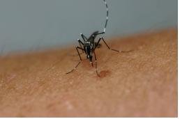 지카바이러스를 옮길 수 있는 대표적인 모기 종인 '흰줄숲모기' [연합뉴스 자료사진]