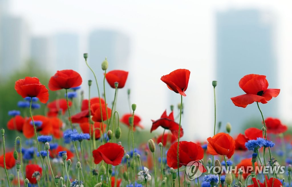 꽃양귀비[연합뉴스 자료사진]
