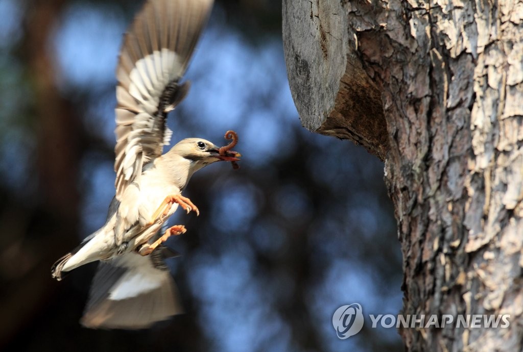 먹이 나르는 붉은부리찌르레기