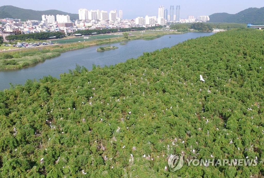울산 태화강 전경