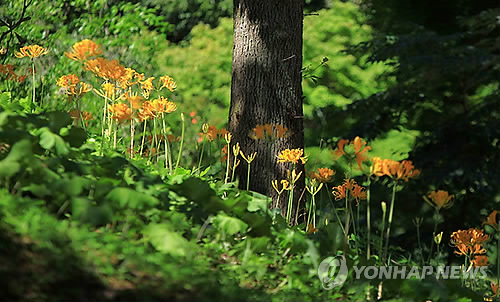 영광 불갑사 진노랑상사화 활짝