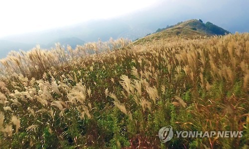 정선 민둥산… 은빛 가을여행