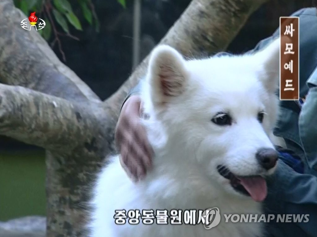 김정은이 북한 동물원에 보낸 사모예드 개