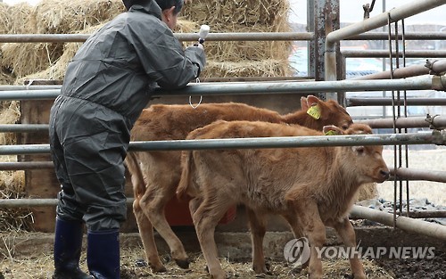 송아지도 구제역 백신 접종