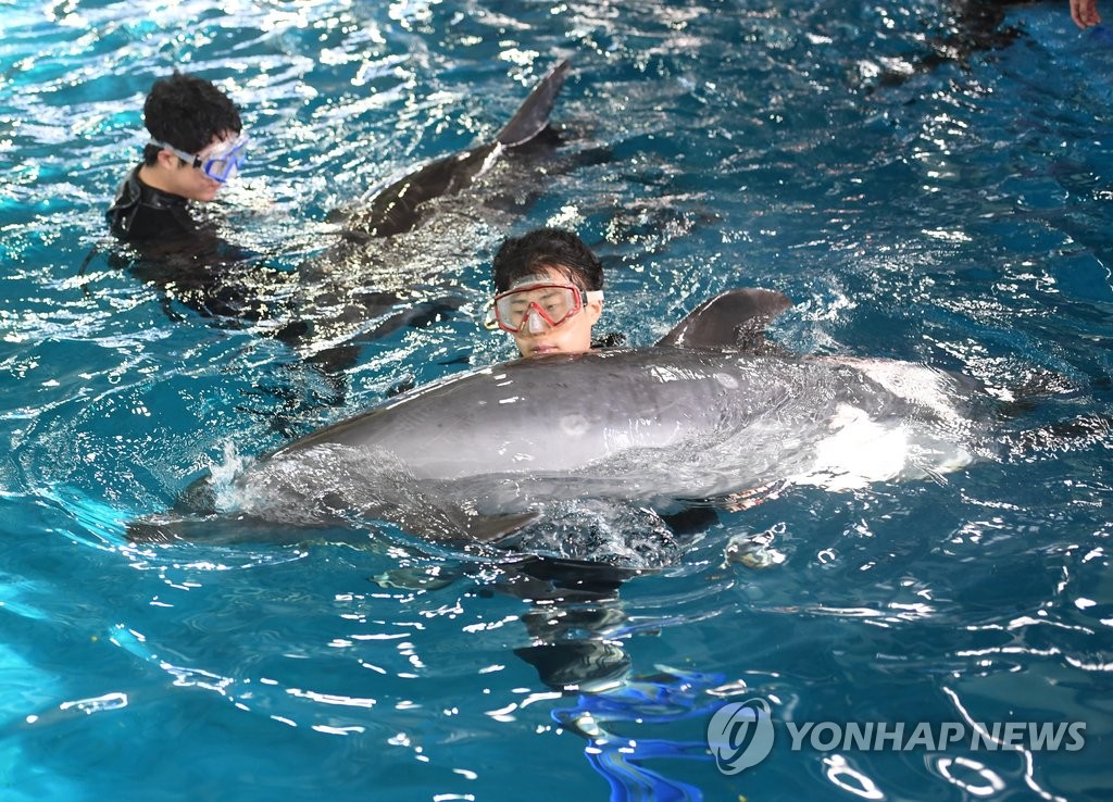 돌고래, 31시간 만에 물속으로