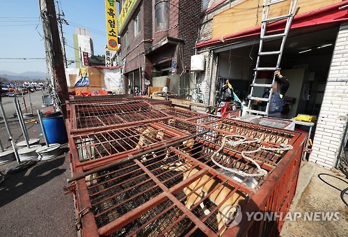 개고기 유통 모란가축시장 자진 정비