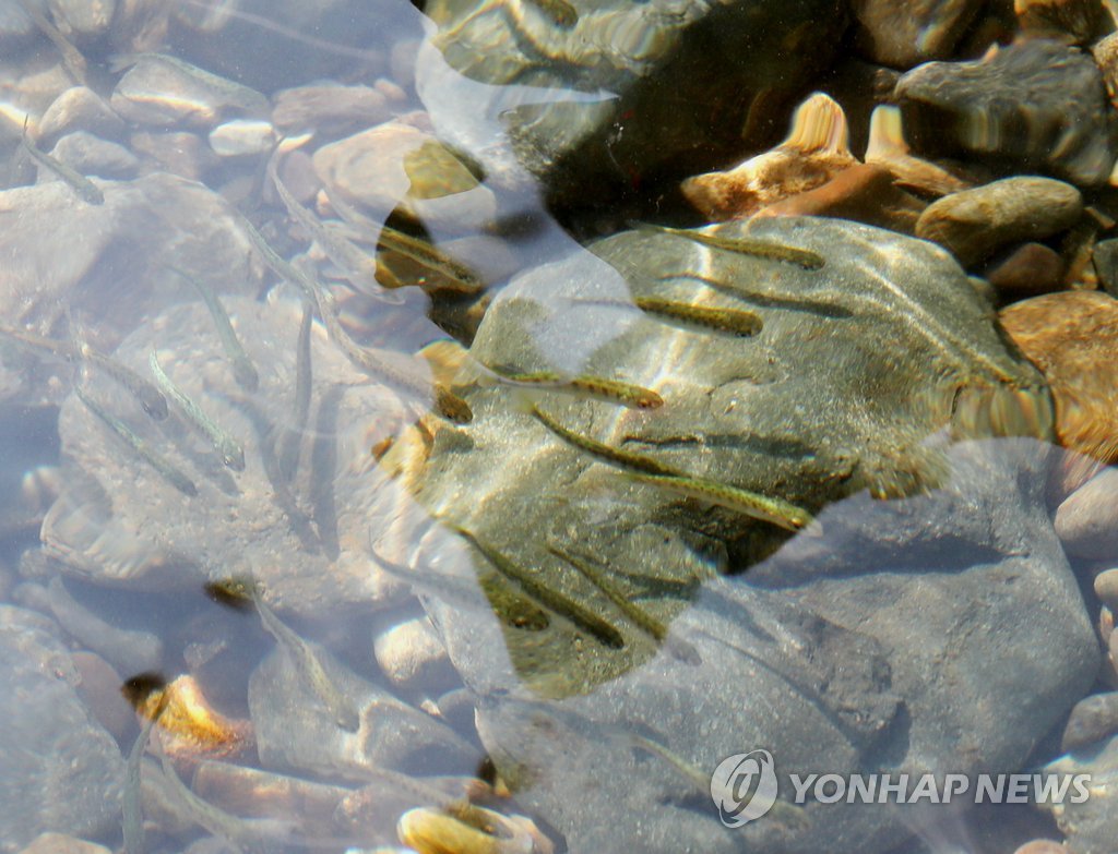 울산 연어 인공부화 첫 성공
