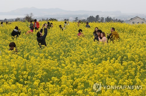 관광객 가득한 유채꽃밭