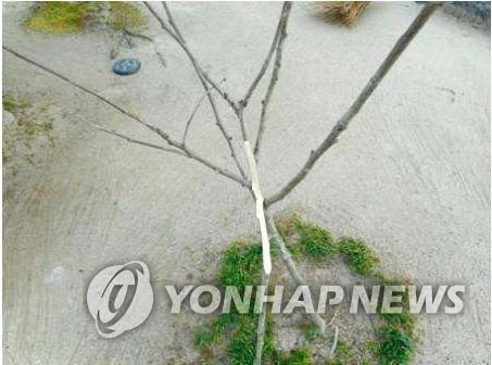 훼손된 日 히로시마 한국인위령비 주변의 무궁화 나무
