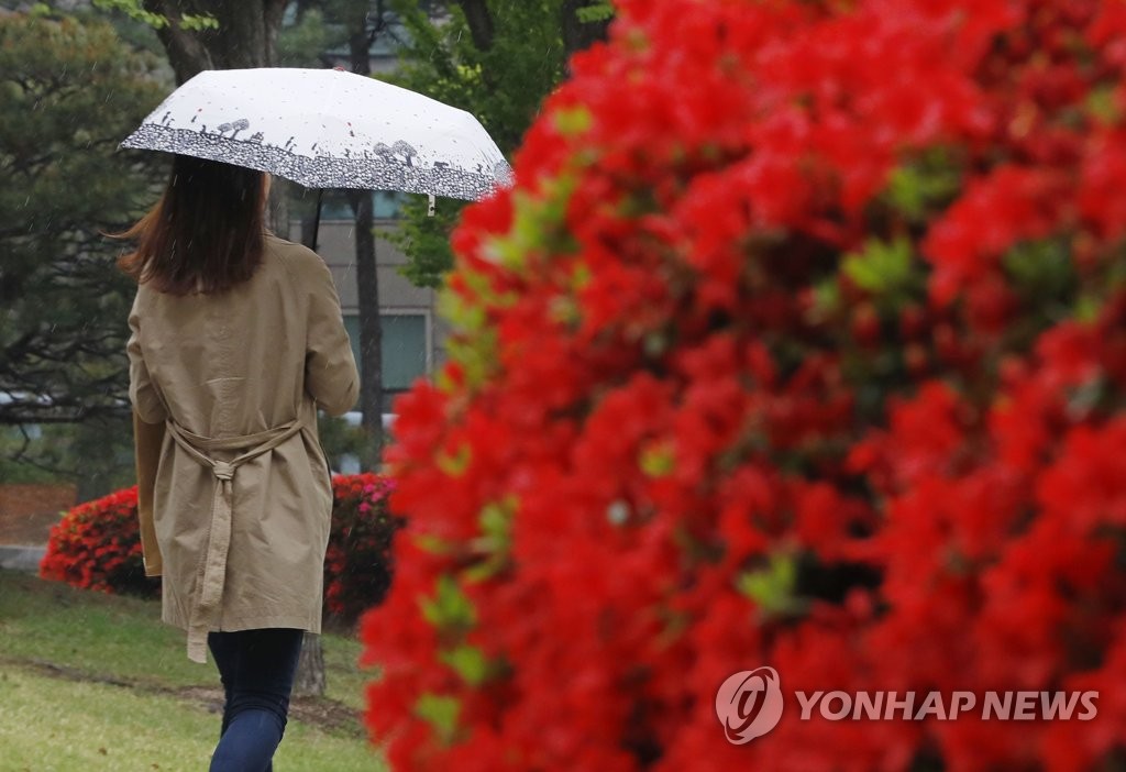 촉촉한 봄비