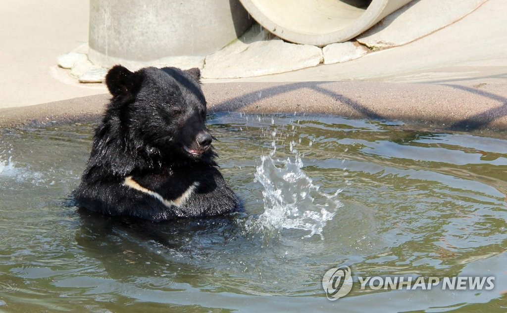 물놀이하는 반달곰