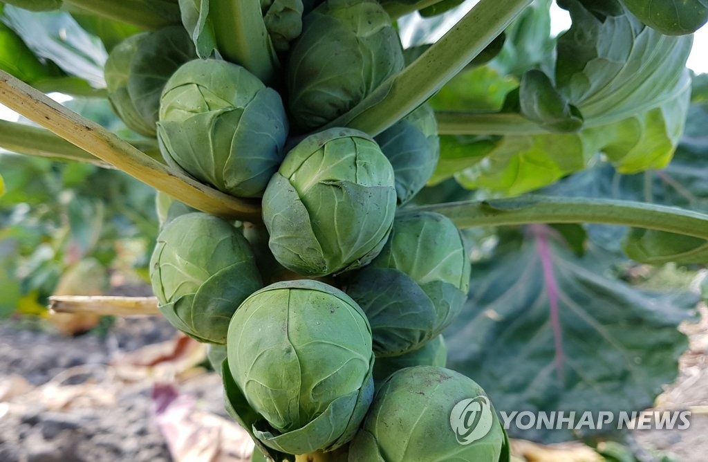 제주산 방울다다기양배추