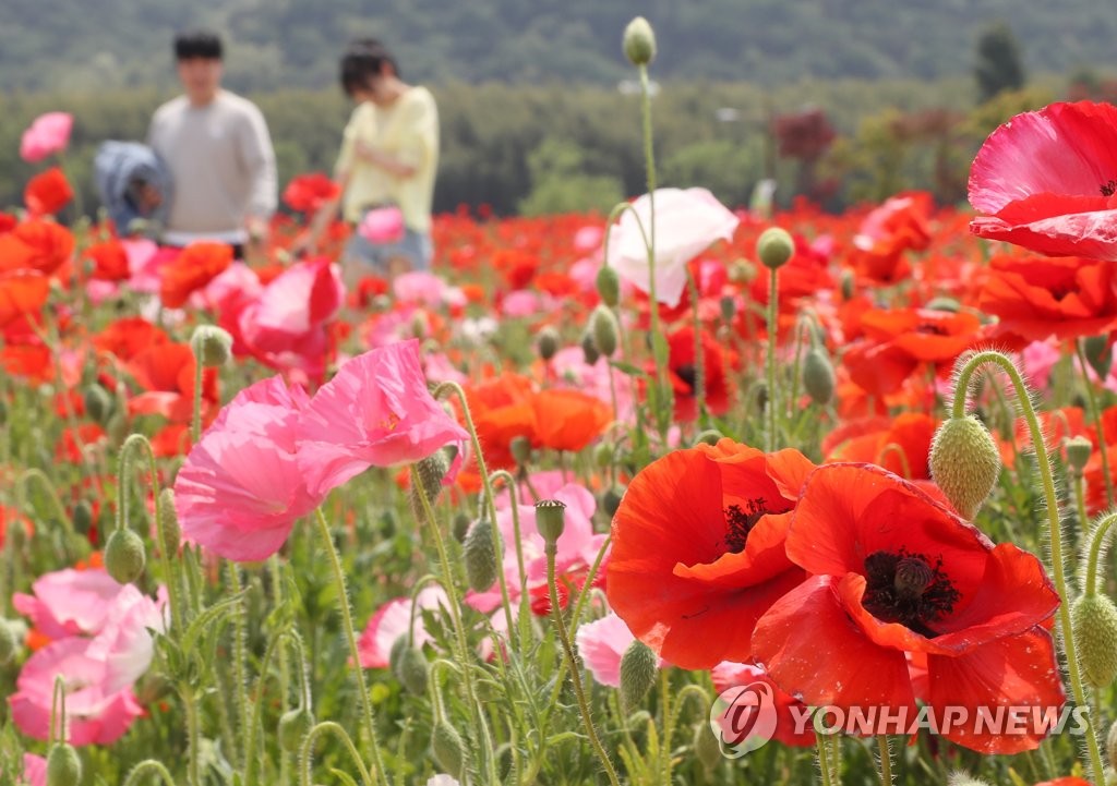 화사하게 핀 꽃양귀비