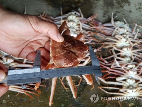 불법 포획한 체장 미달(9cm 이하) 대게들