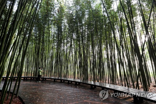 태화강 대공원, 십리대숲