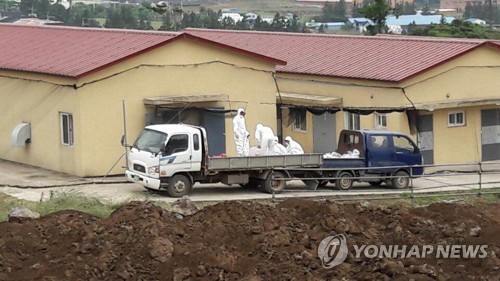 제주축산진흥원, 제주재래닭 살처분
