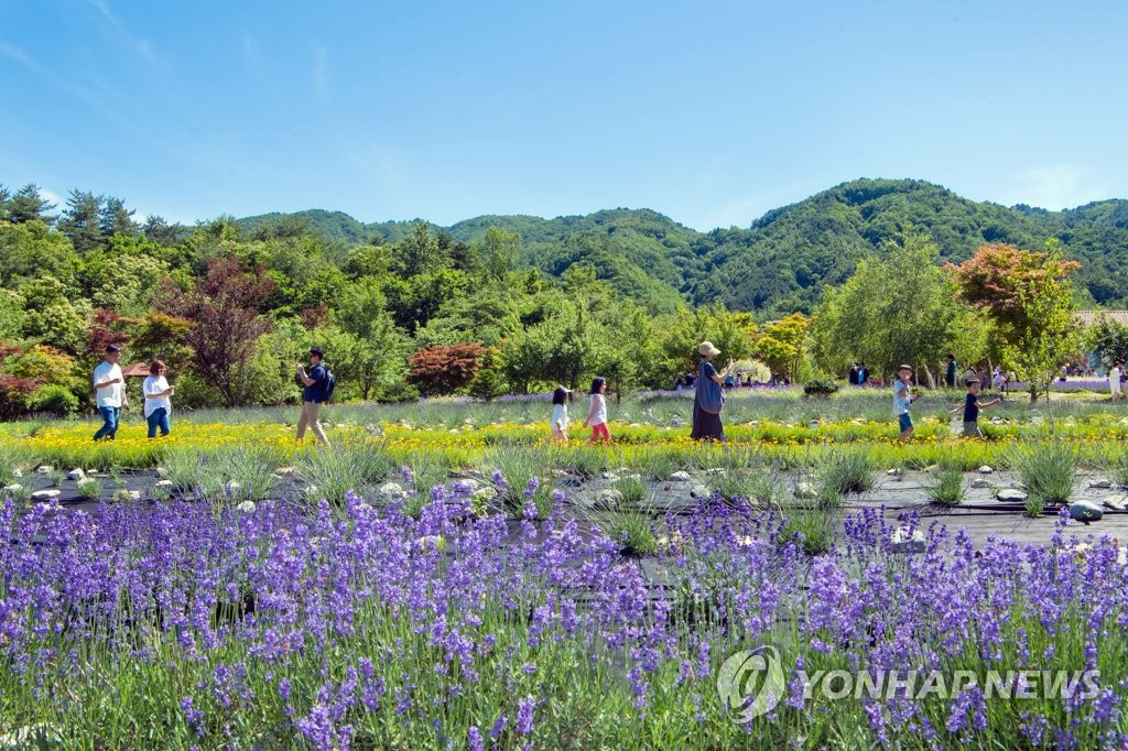 보랏빛 향기를 즐겨요