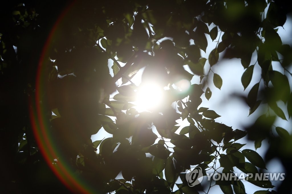 나무 그늘도 소용 없는 더위