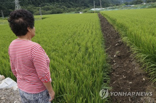 멧돼지가 파헤친 논두렁