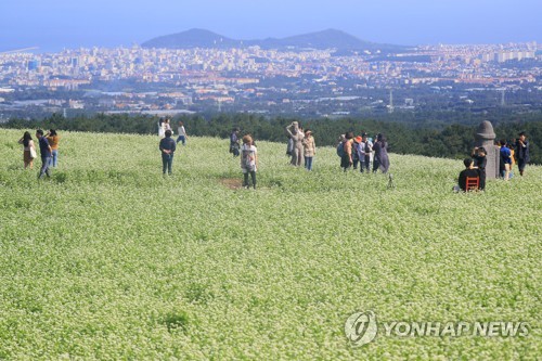 메밀꽃 만개한 제주